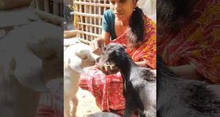 maamima #shorts #youtube