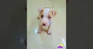 Rambo #speak #training #lazemedia #thanks  #youtube   #shorts