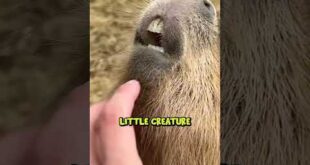 My Favorite Capybara?