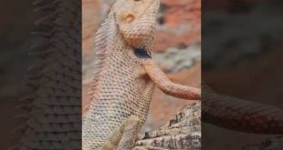 Chameleon🦎#shorts #ytshort #predator #chameleon #nature #trending #viral #youtube #youtuber #2023