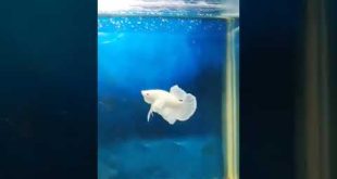 Dumbo Ear Platinum White Betta #shorts #youtubeshorts #youtube