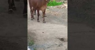 gir cow 🐄🐮 #shorts #reels #gircow #trending #youtube #india #instagram