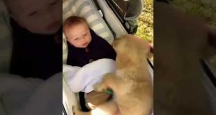 New Trend #shorts #short #funny #cat #trending #youtube #reaction #viral #ytshorts #dog