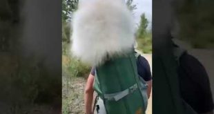 I could get lost in his fluff🤣🤣 |wolf | Dog | YouTube #shorts #animals #funny #video  #wolf #dogs