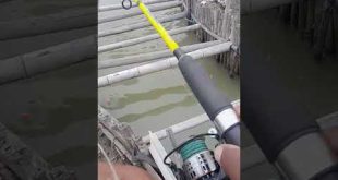 makannya gx silem  setingan ke panjangan.😅😅😅.#mancing_kakap #shortvideo #youtube