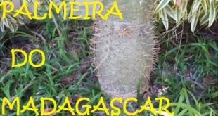 Palmeira do Madagascar / #DESAFIO: Plantas pouco mostradas no YOUTUBE (Pachypodium Lamerei)